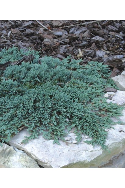 Ялівець горизонтальный Айс Блю® Монбер®