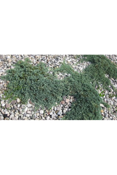 Ялівець горизонтальний Icee Blue