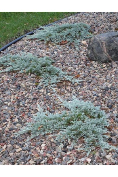  Ялівець горизонтальний Monber 