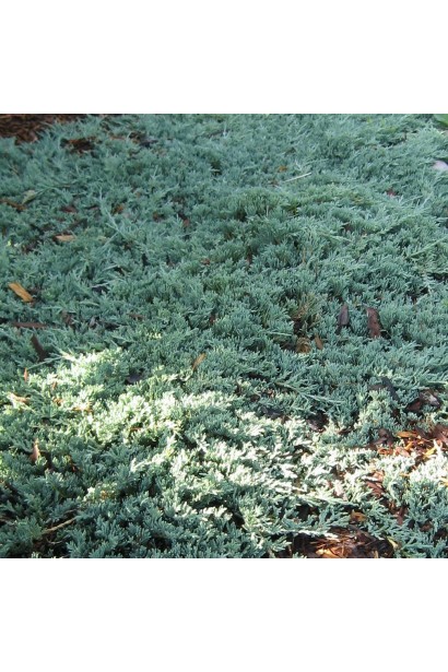 Ялівець горизонтальный Айс Блу саджанці в садовому центрі