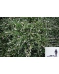 Можжевельник горизонтальный Вариегата | Ялівець горизонтальний Варієгата | Juniperus horizontalis Variegata