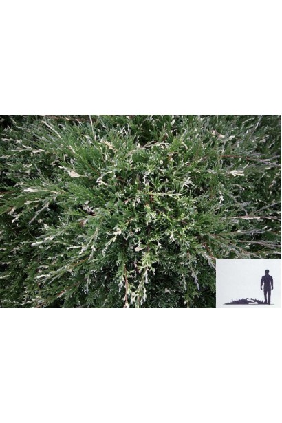 Ялівець горизонтальний Варієгата