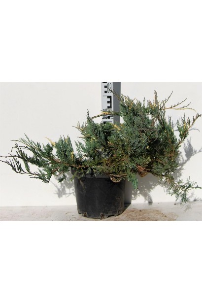 Ялівець Варієгата саджанець С5 висота 20-30 см