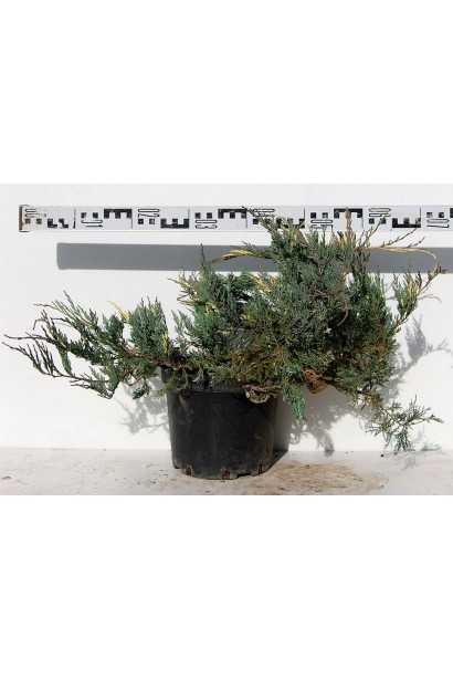 Ялівець Варієгата саджанець С5 діаметр 60-70 см