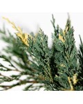 Ялівець горизонтальний Варієгата | Можжевельник горизонтальный Вариегата | Juniperus horizontalis Variegata