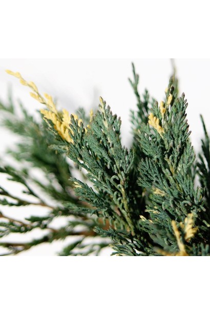 Блакитно-зелена хвоя ялівцю Варієгата з кремовими вкрапленнями
