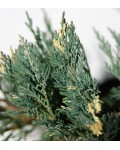 Можжевельник горизонтальный Вариегата | Ялівець горизонтальний Варієгата | Juniperus horizontalis Variegata