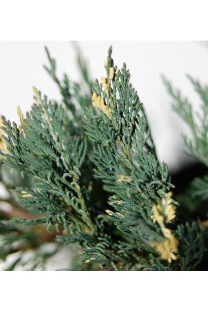 Juniperus horizontalis Variegata