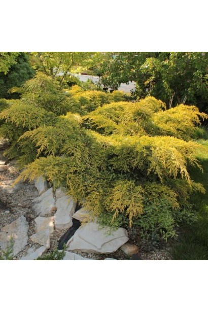 Можжевельник средний Голдкиссен в ландшафте