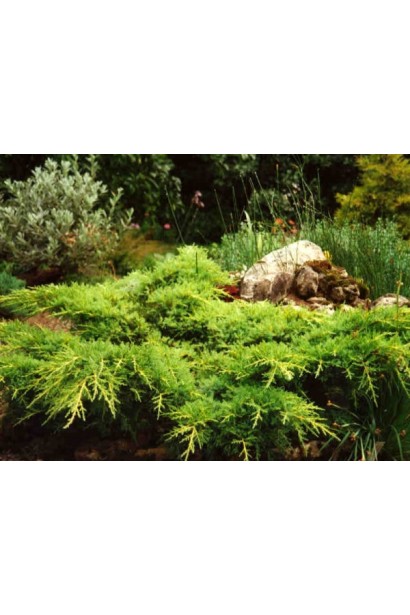 Можжевельник средний Голдкиссен в ландшафте