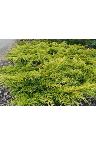 Можжевельник средний Голдкиссен хвоя