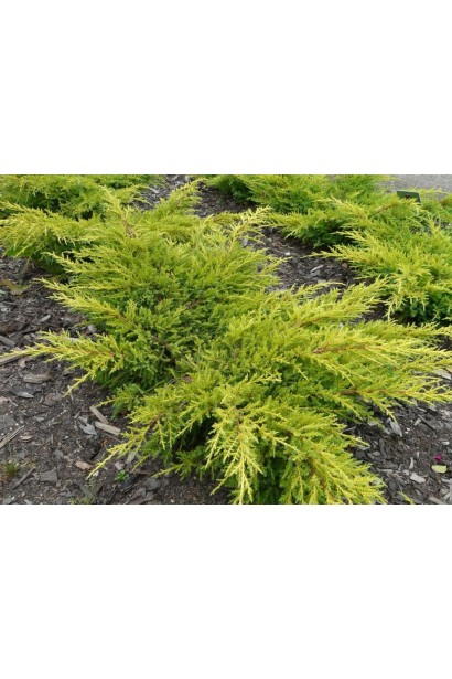 Можжевельник средний Голдкиссен чешуйчатая, колючая, ярко-зеленая