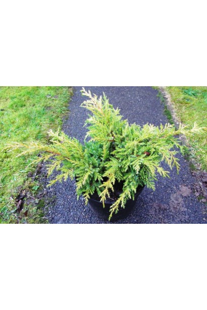 Juniperus pfitzeriana Goldkissen / Gold Kissen