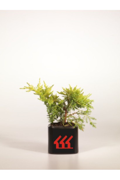 Можжевельник средний Голдкиссен контейнер 0,5л