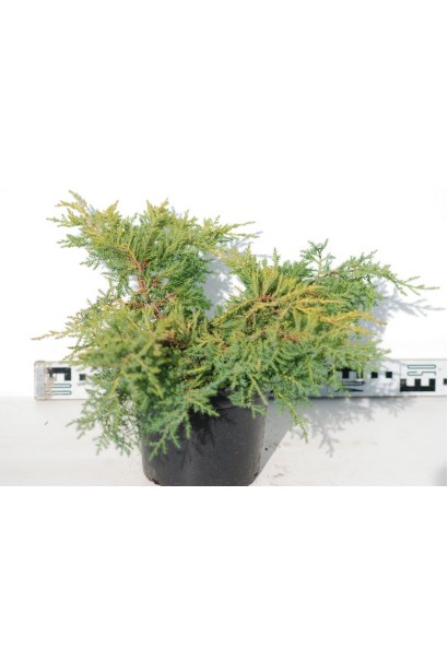 Juniperus pfitzeriana Goldkissen / Gold Kissen