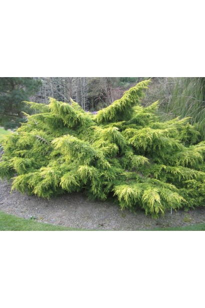 Ялівець середній Кербері Голд