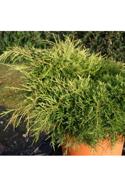 Juniperus pfitzeriana Carbery Gold