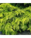 Можжевельник средний Кербери Голд | Ялівець середній Кербері Голд | Juniperus pfitzeriana Carbery Gold