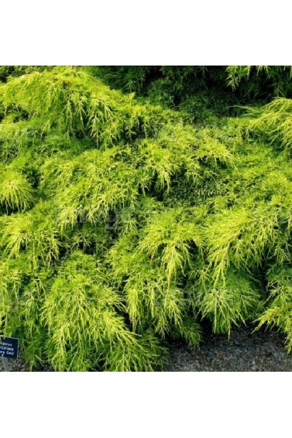 Ялівець середній Кербері Голд