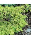 Ялівець середній Кербері Голд | Можжевельник средний Кербери Голд | Juniperus pfitzeriana Carbery Gold
