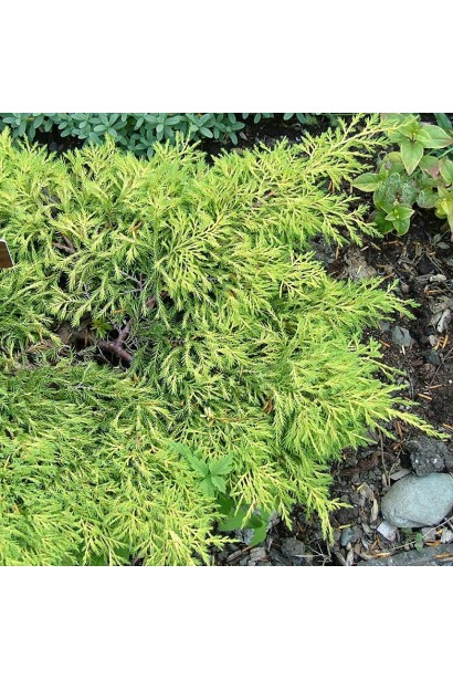 Ялівець середній Кербері Голд