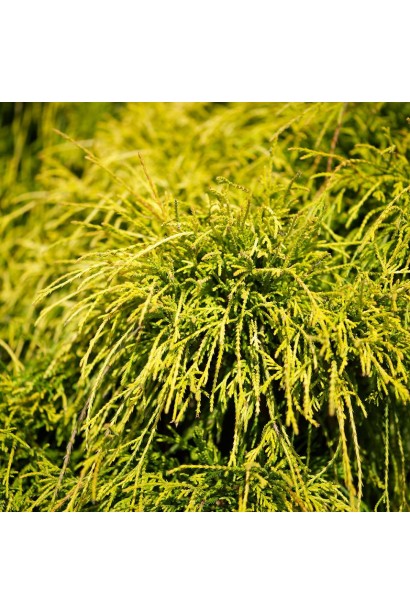 Ялівець середній Кербері Голд хвоя золотисто-зелена з яскравими золотисто-жовтими молодими пагонами