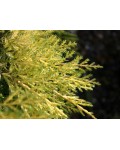 Можжевельник средний Кербери Голд | Ялівець середній Кербері Голд | Juniperus pfitzeriana Carbery Gold