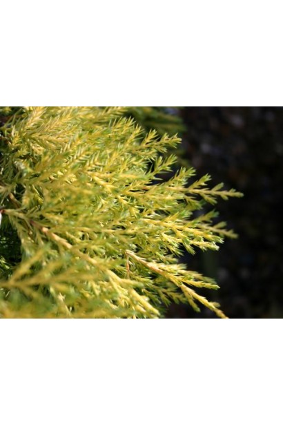 Juniperus pfitzeriana Carbery Gold