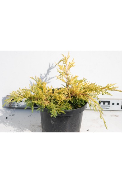Ялівець середній Кербері Голд конт. 3л/20-30см