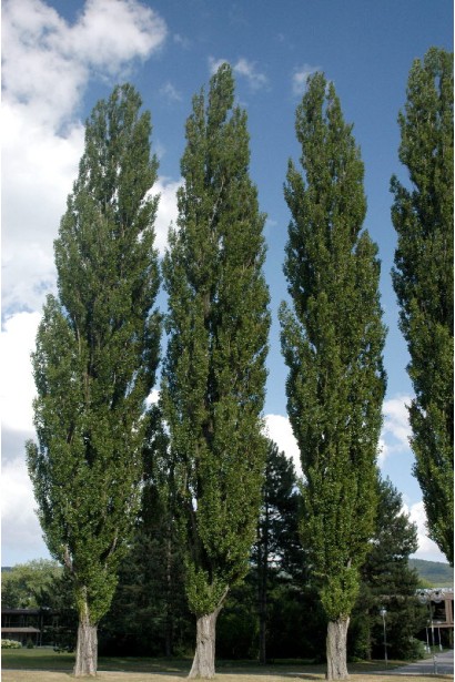 Колонновидная форма тополя черного Италика.