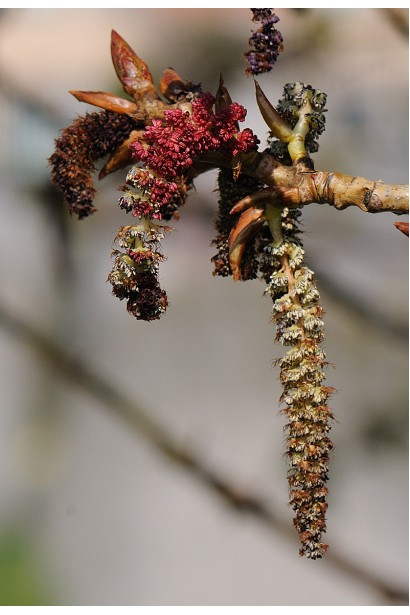 Тополь черный Италика