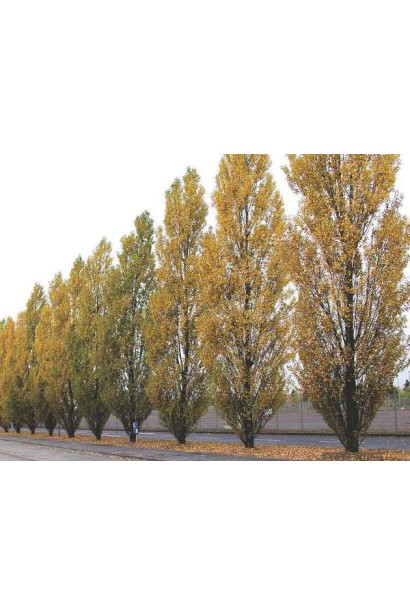 Тополь черный Италика для создания живых изгородей.