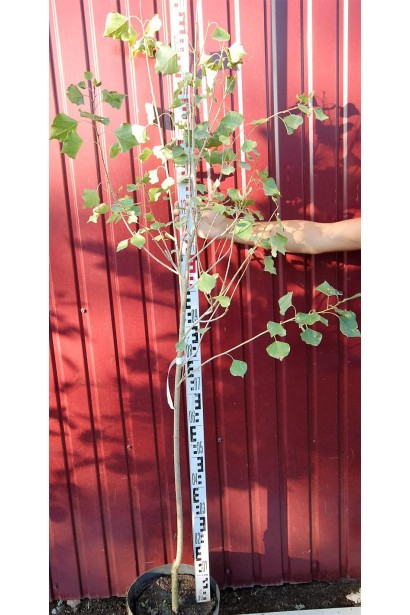 Тополь Италика – декоративное растение для сада.