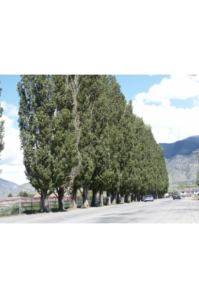 Тополь Италика – идеальный для линейных посадок.