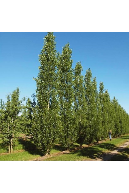 Высокий колонновидный тополь черный Италика.