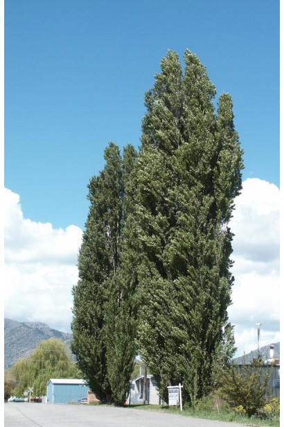 Тополь Италика с прямым стволом.