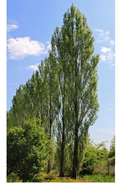 Тополь черный Италика