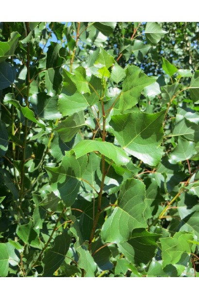 Тополь черный Италика