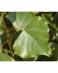 Тополь черный Италика | Тополя чорна Італіка | Populus nigra Italica