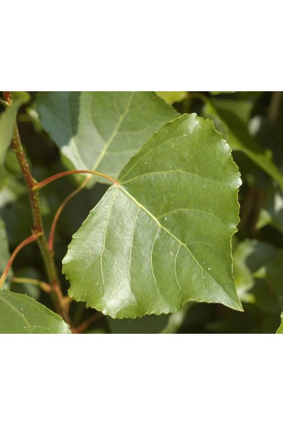 Populus nigra Italica 