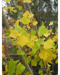 Тополя чорна Італіка | Тополь черный Италика | Populus nigra Italica