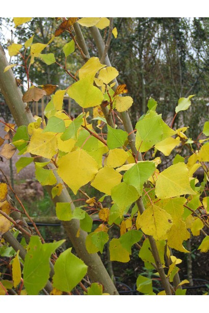 Populus nigra Italica 