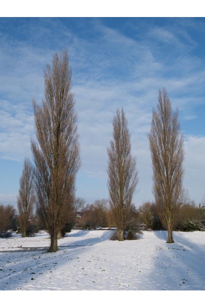 Тополь черный Италика