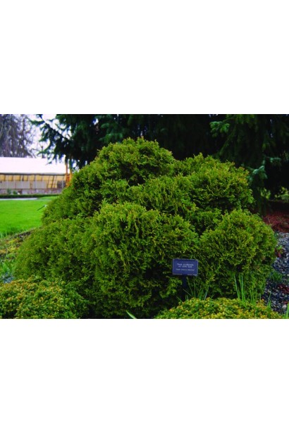 Туя Літл Джем для озеленення маленьких зелених острівців.