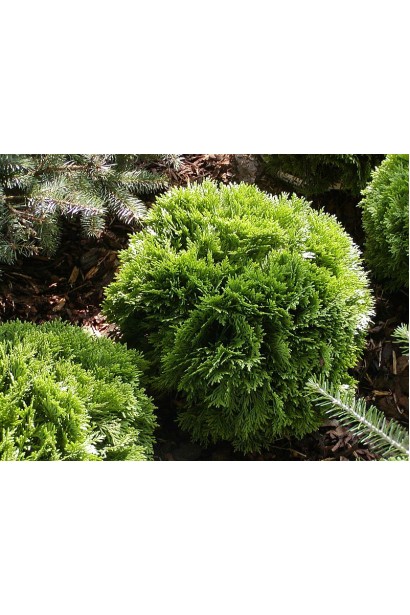 Туя Літл Джем з мініатюрними розмірами для маленьких садів.