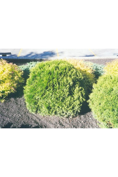 Thuja occidentalis Little Gem