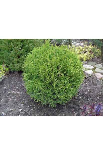 Туя Літл Джем з щільною зеленою короною.