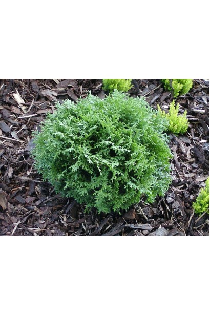 Туя західна Літл Джем для малих садових ділянок.