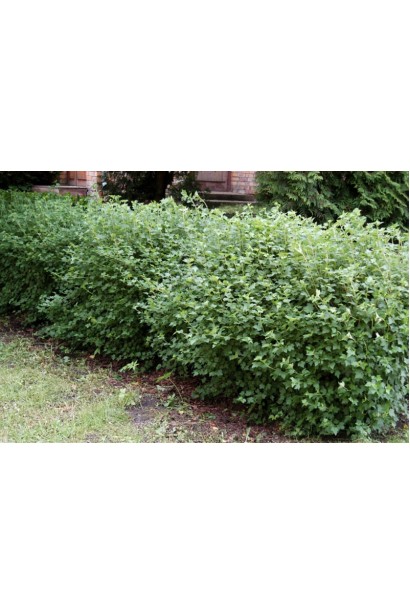 Ribes alpinum Schmidt – декоративное растение для живой изгороди