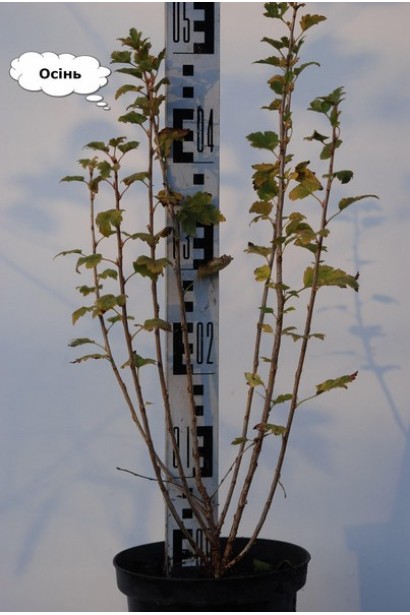 Саженец в контейнере Смородины альпийской Шмидт